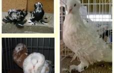 Dorohoi: Astăzi se deschide expoziţia „Columbofilia - tradiţie şi pasiune”, ediţia a X-a