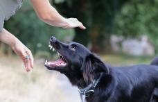 Cum trebuie să procedezi atunci când te mușcă un animal