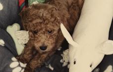 Vând cățeluș Cavapoo în vârstă de 2 luni