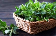 Proprietățile medicinale ale consumului de urzici