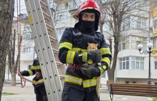Pisică blocată de două zile într-un copac, salvată de pompieri