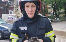 Trei pui de pisică salvați de pompieri din tavanul fals al unei încăperi