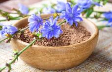 Cicoarea un ajutor de nădeje în curele de slăbire