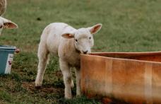 Măsuri care trebuie aplicate de proprietarii de animale în condiții de caniculă