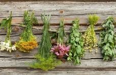 Plante medicinale ușor de găsit care îți curăță corpul de toxine
