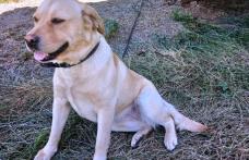 Labrador găsit în zona Dealu Mare