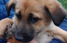 12.000 de lei amendă pentru un bărbat din Ibănești care a abandonat doi cățeluși