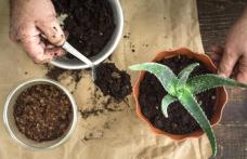 Cum să cultivi aloe vera și cum să o folosești
