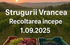 Vând struguri de vin, producție 2025