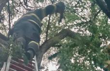 Pisică salvată dintr-un copac de pompierii botoșăneni