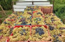 Vând struguri de vin, producție 2025