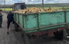 Polițiștii din Vlăsinești au identificat un tractor încărcat cu porumb furat