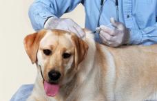 Direcția Sanitar Veterinară Botoșani demarează campania de vaccinare antirabică a câinilor și pisicilor!