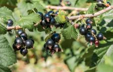 Proprietăți medicinale ale coacăzelor negre