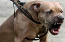 Proprietarul unui câine periculos, sancționat contravențional cu 750 de lei, din cauză că îl plimba prin Dorohoi