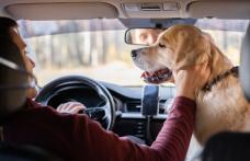 Amenzi drastice pentru șoferi! Transportul animalelor de companie pe locurile din față poate costa mult