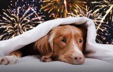 Artificiile și animalele de companie. Cum protejăm câinii și pisicile în noaptea de Revelion