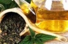 Plante care combat astenia de primăvară