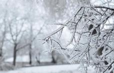 Cod Galben de ger pentru județul Botoșani