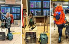 Noi reguli unice pentru proprietarii de animale de companie. E obligatoriu din 22 aprilie pentru România și restul țărilor UE