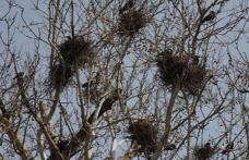 Primim la redacție – „Situație neplăcută privind înmulțirea excesivă a ciorilor în Parcul Brazi din Dorohoi”