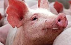 A apărut primul caz de trichineloză din acest an în județul Botoșani