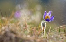Prognoza meteo pentru luna aprilie. Val de ploi de Florii și de Paște