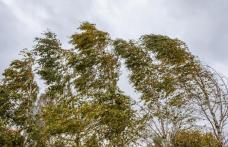 Astăzi și mâine, vânt puternic pentru județul Botoșani