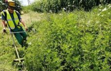 Primăria Municipiului Dorohoi: COMUNICAT cu privire la combaterea buruienii AMBROZIA