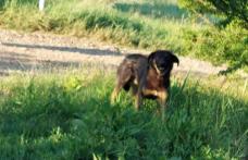 Dosar penal și amendă de 3.000 de lei pentru un bărbat al cărui câine a mușcat o minoră