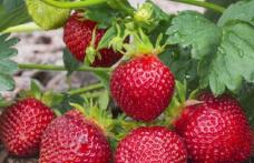 Vând stoloni de căpșuni