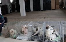 Peste 200 de animale sterilizate în două zile la Flămânzi – un model care funcționează - FOTO