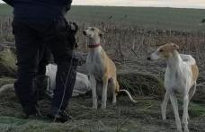 Braconajul în atenția polițiștilor. Controale la deținătorii de ogari