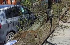 Intervenții în lanț ale pompierilor, după codul portocaliu de vânt în Botoșani