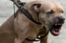 Dosar penal pentru proprietarul unui câine care a mușcat o minoră din Dorohoi