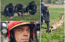 Căprioară rătăcită într-un cartier din Botoșani ajutată de jandarmi să revină în mediul natural