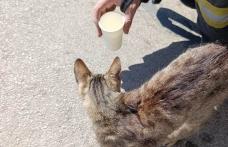 Final fericit pentru o pisică blocată într-un autoturism: a fost salvată și adoptată
