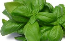 10 beneficii ale busuiocului de Paşti