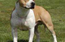 Câine agresiv abandonat de proprietar