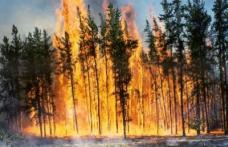 Incendiu puternic lângă Vatra Dornei de la un grătar. 400 de persoane intervin la stingerea flăcărilor 