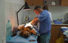 A început campania de sterilizare a cățeilor din Botoşani