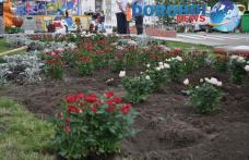 „Oraşul Trandafirilor”: Dorohoiul revine la farmecul şi titulatura de altădată