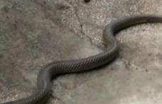 Pompierii dorohoieni, chemaţi să scoată un şarpe dintr-o locuință