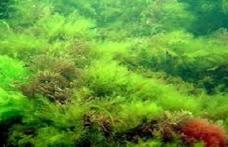 Algele marine mai bune ca pasta de dinţi împotriva cariilor