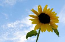 Temperaturile vor scădea, doar în sudul ţării vremea va rămâne călduroasă