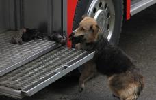 O căţeluşă şi-a salvat puii din incendiu şi i-a dus în cel mai sigur loc posibil