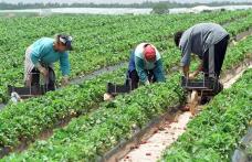Danemarca: 60 de locuri noi de muncă în agricultură