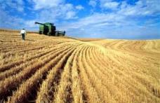 Producţie de grâu mai mică, exporturi-record. Urmează scumpirile?