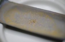 O  bacterie care produce aur pur a fost descoperită de cercetători