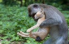 Lecţie dată de natură: O maimuţă din Bali a înduioşat o comunitate întreagă